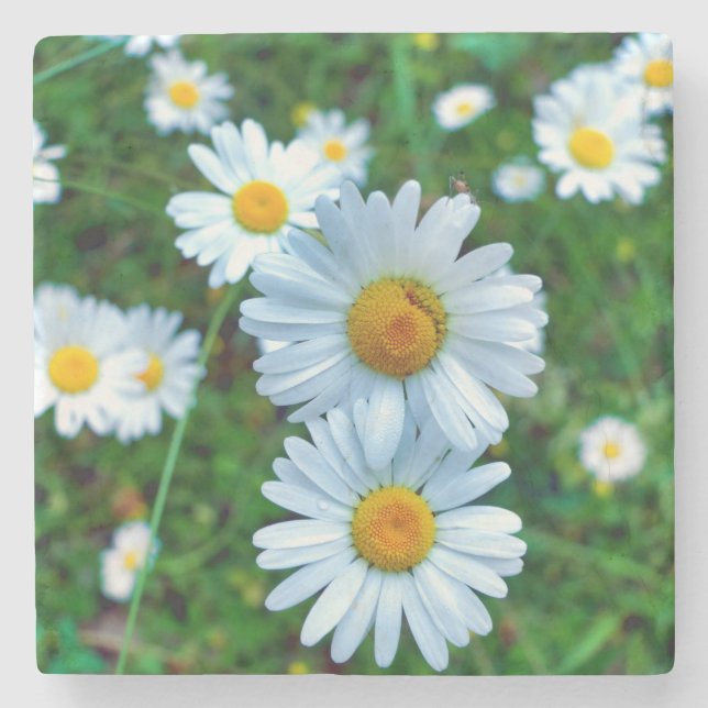 Ox-Eye Daisies Stone Coaster (Front)