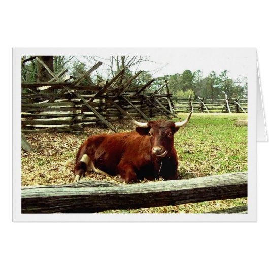 Ox in the Pasture Cards (Front Horizontal)