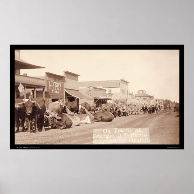 Ox Teams At Sturgis Dakota Territory Sd 1887 Poster Zazzle