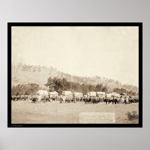 Ox Teams Freighting in Valley Black Hills SD 1887 Poster