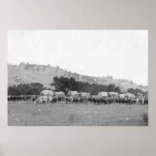 Ox Trains between Sturgis and Deadwood Photograp Poster