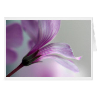 Oxalis Cards