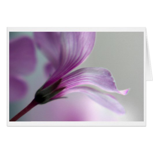 Oxalis Cards (Front Horizontal)