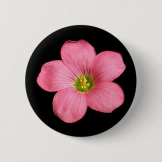 Oxalis flower ~ button