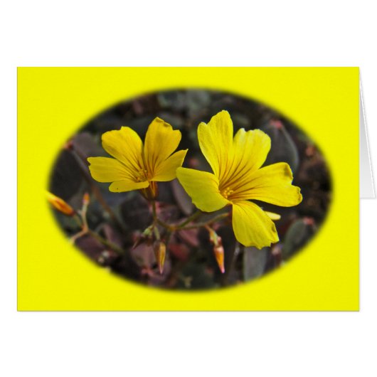 Oxalis Yellow-Flowered Houseplant (Front Horizontal)