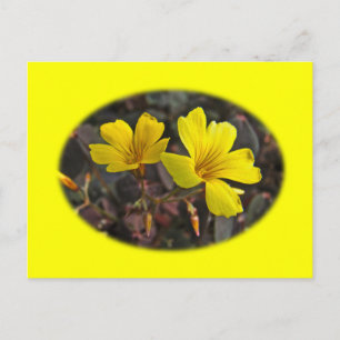 Oxalis Yellow-Flowered Houseplant Postcard