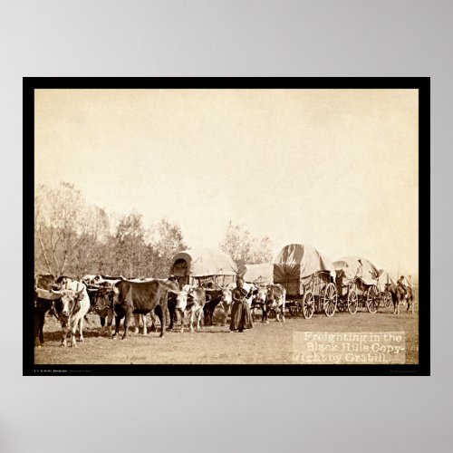 Oxen Freighting In the Black Hills SD 1887 Poster