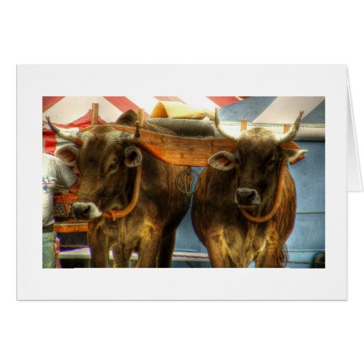 Oxen Team at Sandwich Fair: Card (Front Horizontal)