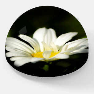 Oxeye Daisy Dome Paperweight