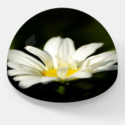 Oxeye Daisy Dome Paperweight