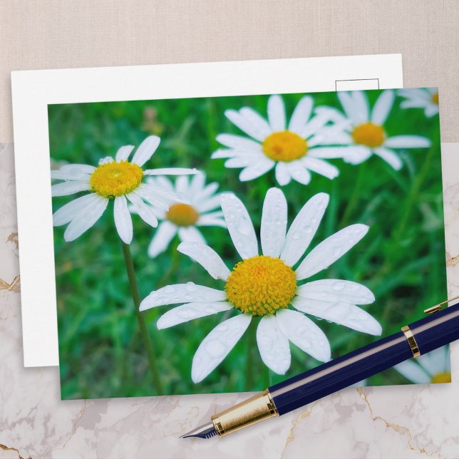 Oxeye Daisy Flowers Meadow Photo Photography Art Postcard (A postcard with a photo of ox-eye daisies growing in a meadow, with raindrops on their petals)