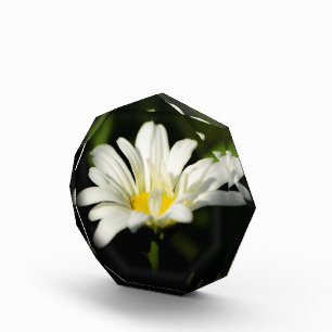 Oxeye Daisy Octagonal Photo Block