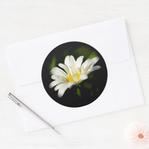 Oxeye Daisy Round Sticker