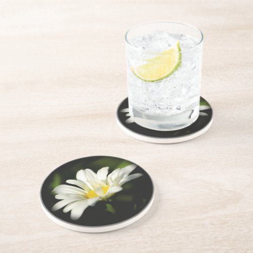 Oxeye Daisy Sandstone Coaster