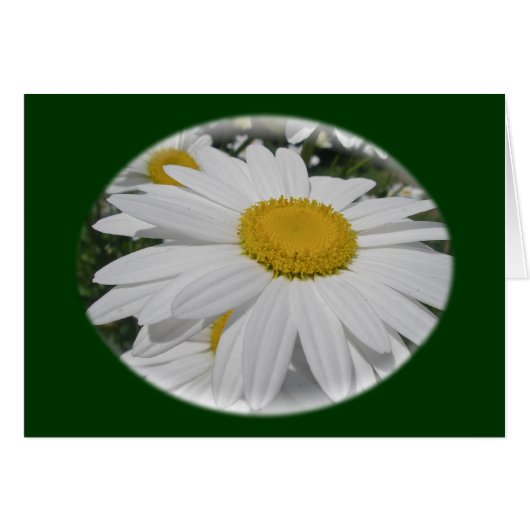 Oxeye Daisy Wildflower Floral Items Cards (Front Horizontal)