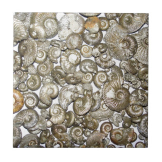 Oxford clay ammonites Photograph Ceramic Tile