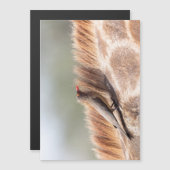 Oxpecker on a giraffe (Front/Back)