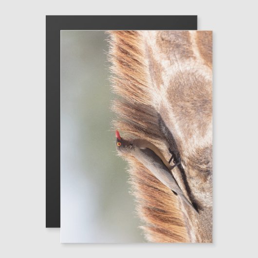 Oxpecker on a giraffe (Front/Back)