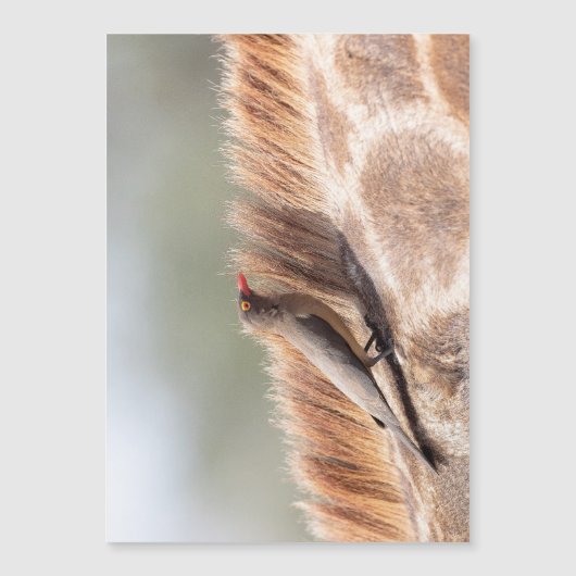 Oxpecker on a giraffe (Front)
