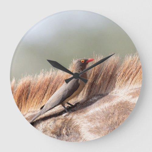 Oxpecker on a giraffe large clock