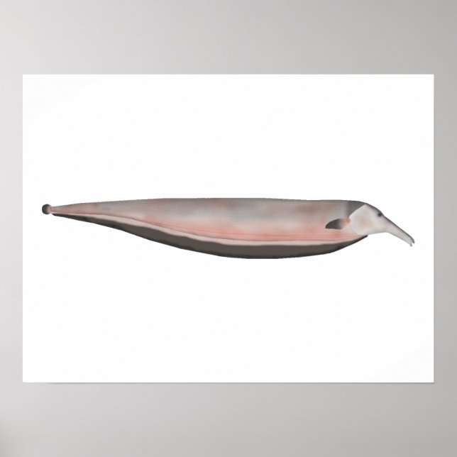 Oxyrhynchus Tube-snouted Ghost Knifefish Poster (Front)