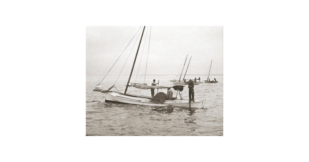 Oyster Boats, 1903 Canvas Print Zazzle