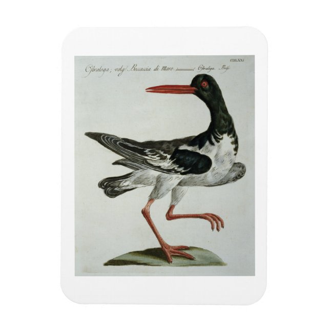 Oyster Catcher, c.1767-76 (hand coloured engraving Magnet (Vertical)