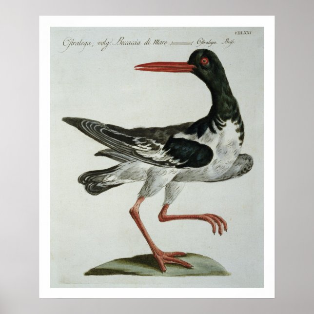 Oyster Catcher, c.1767-76 (hand coloured engraving Poster (Front)
