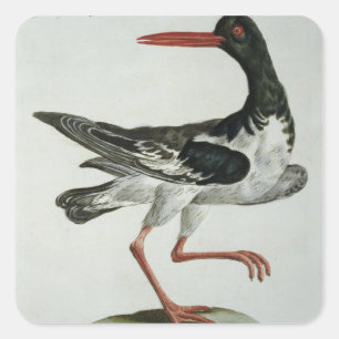 Oyster Catcher, c.1767-76 (hand coloured engraving Square Sticker