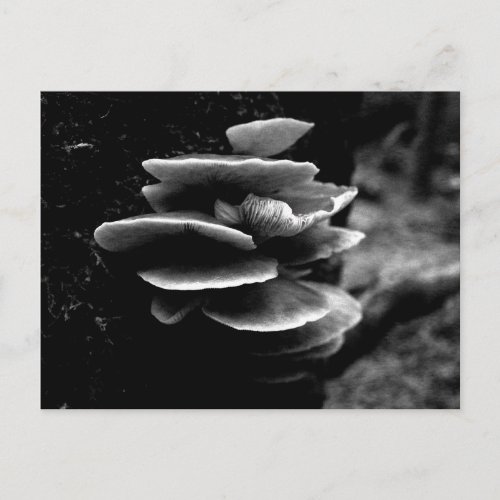 Oyster Mushrooms Black and White Postcard