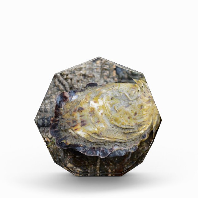 Oyster shell acrylic award (Front)