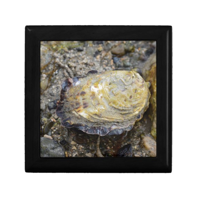 Oyster shell gift box (Front)
