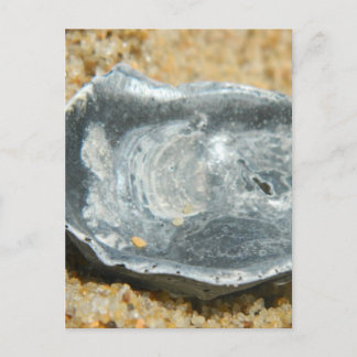 Oyster Shell in The Sand Postcard