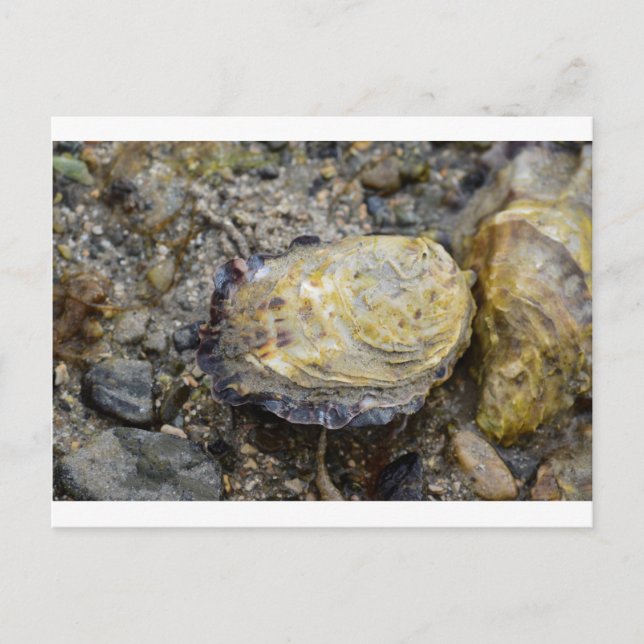 Oyster shell postcard (Front)