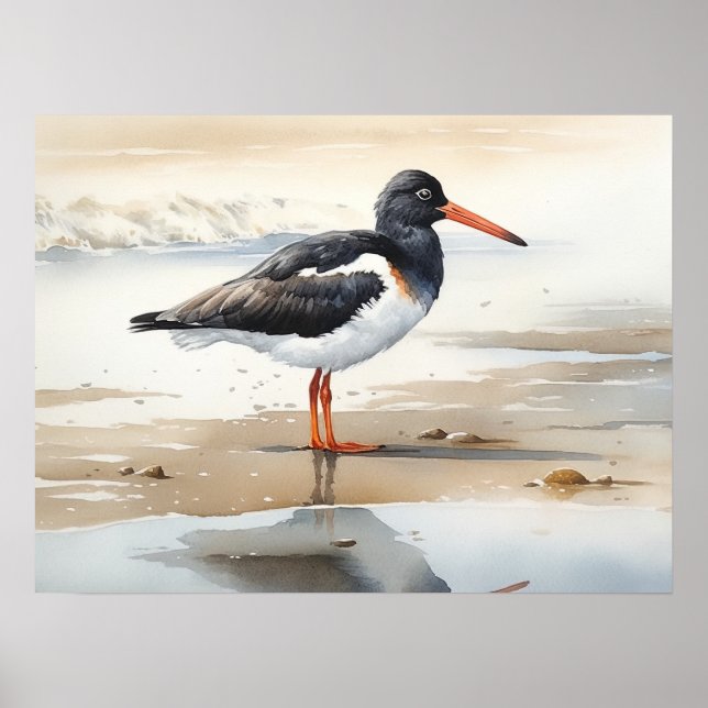 Oystercatcher Bird Art Print Poster (Front)