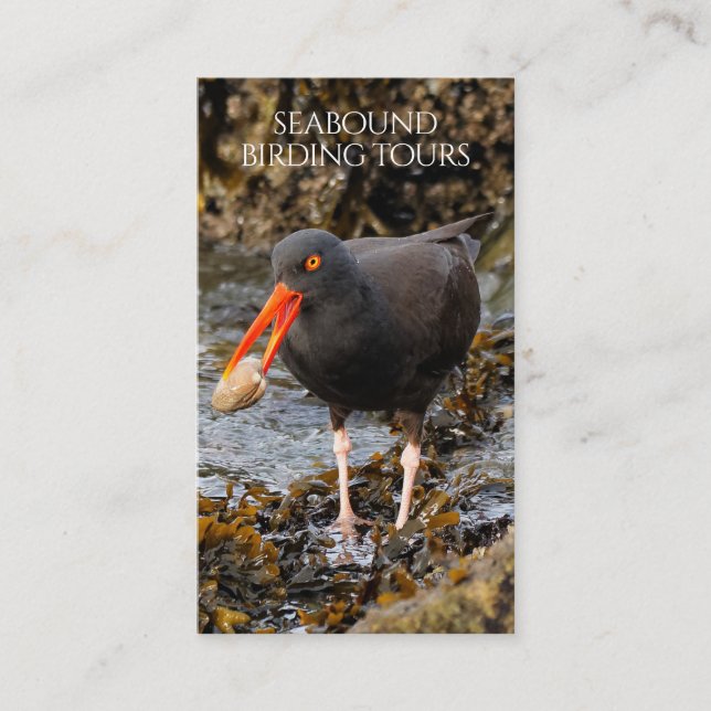 Oystercatcher Birdwatching / Nature Tours Business Card (Front)