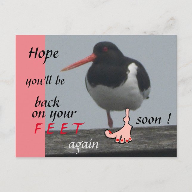 Oystercatcher Get Well Soon Humor Postcard (Front)