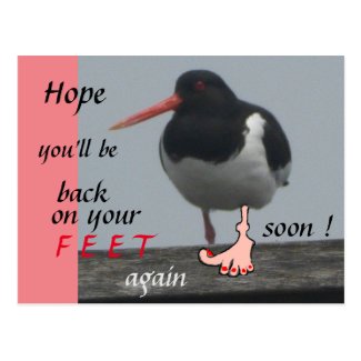 Oystercatcher Get Well Soon Humor Postcard