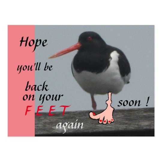Oystercatcher Get Well Soon Humor Postcard | Zazzle.com