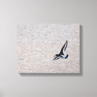 Oystercatcher on the Wing Canvas Print