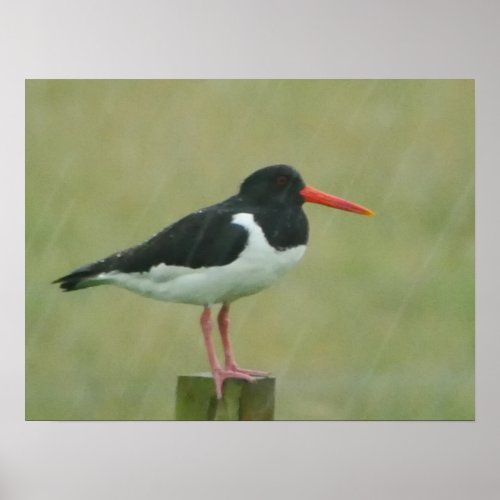 Oystercatcher Poster