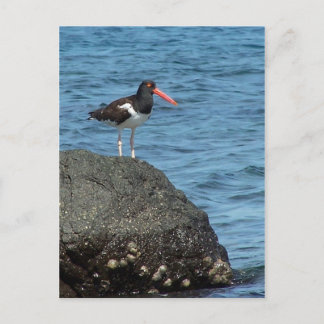 Oystercatcher Shorebird Postcard
