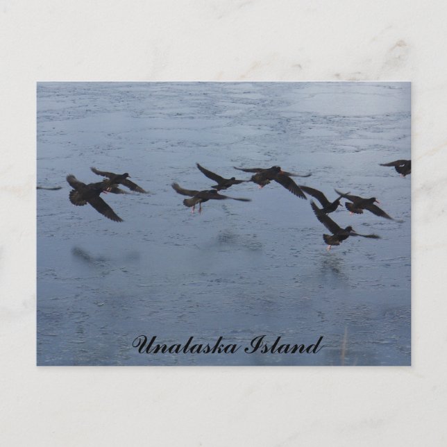 Oystercatchers in Flight, Unalaska Island Postcard (Front)