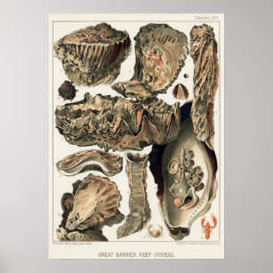 Oysters, Great Barrier Reef vintage art poster