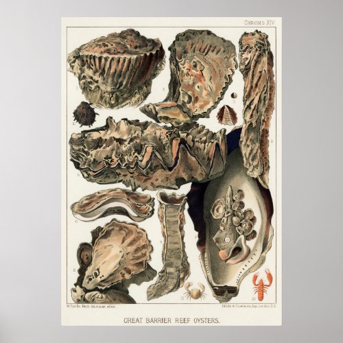 Oysters Great Barrier Reef vintage art poster