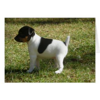 P1010024 Rat Terrier puppy Cards