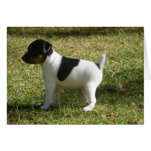 P1010024 Rat Terrier puppy Cards (Front Horizontal)