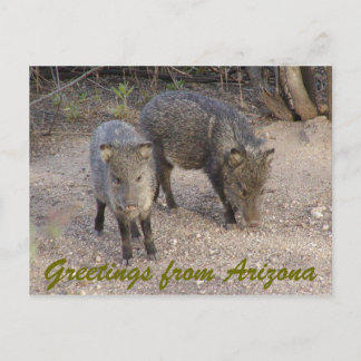 P1010080, Greetings from Arizona Postcard