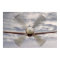 P51 Mustang Composite