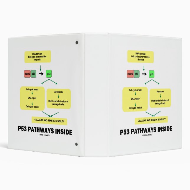 p53 Pathways Inside Cell Molecular Biology 3 Ring Binder (Background)